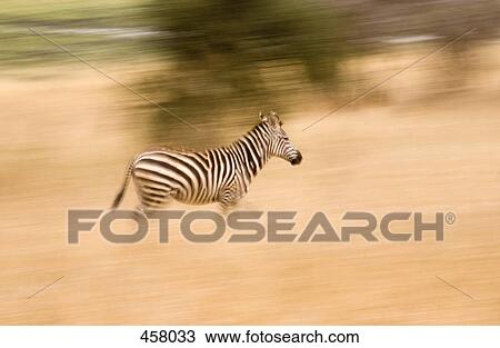 Stock Image - A zebra running. Fotosearch