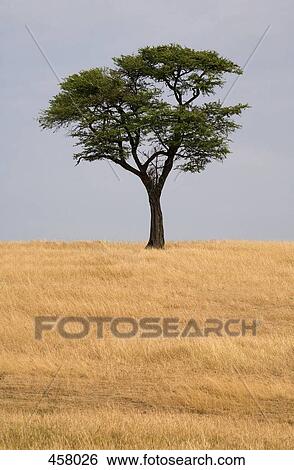 Acacia Tree View Large Photo Image Stock Photograph - Acacia Tree. Fotosearch
