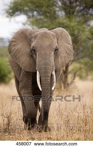 African Elephant View Large Photo Image Stock Photo - African Elephant. Fotosearch