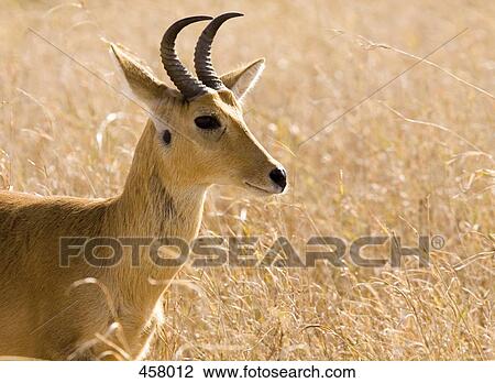 Stock Image - An antelope resting. Fotosearch