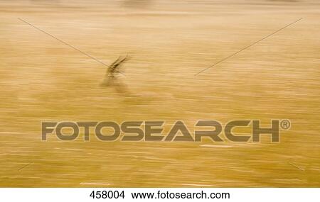 An antelope running View Large Photo Image Picture - An antelope running. Fotosearch