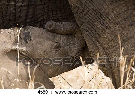Stock Image - An elephant calf feeding from its mother. Fotosearch