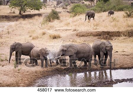Stock Photo - Herd of African elephants at a waterhole. Fotosearch