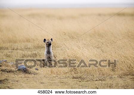 Hyena View Large Photo Image Picture - Hyena. Fotosearch