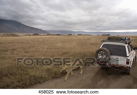 Lioness walking past safari vehicle View Large Photo Image Stock Photography - Lioness walking past safari vehicle. Fotosearch