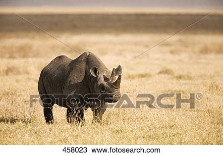 Stock Image - Rhinoceros. Fotosearch