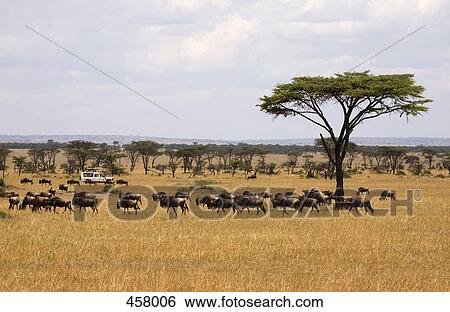 Safari vehicle driving past a herd of wildebeest View Large Photo Image Stock Photograph - Safari vehicle driving past a herd of wildebeest. Fotosearch
