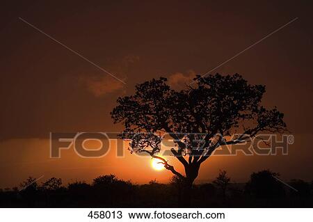 Stock Image - Sunset in Africa. Fotosearch