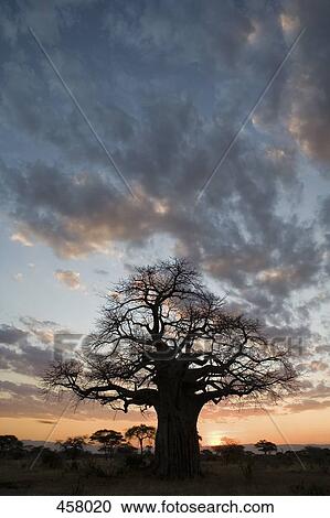 Sunset in Africa View Large Photo Image Stock Image - Sunset in Africa. Fotosearch