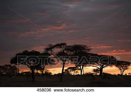 Sunset in Africa View Large Photo Image Stock Photograph - Sunset in Africa. Fotosearch