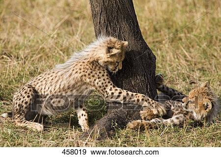 Two cheetah cubs playing View Large Photo Image Stock Photo - Two cheetah cubs playing. Fotosearch
