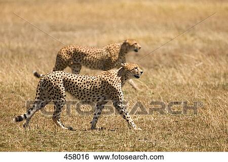 Stock Photograph - Two cheetahs prowling. Fotosearch