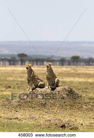 Two cheetahs sitting on a rock View Large Photo Image Stock Image - Two cheetahs sitting on a rock. Fotosearch