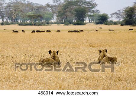 Two lionesses stalking water buffalo View Large Photo Image Picture - Two lionesses stalking water buffalo. Fotosearch