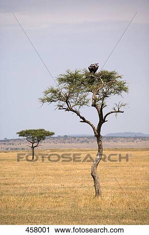 Two vultures perching in a tree View Large Photo Image Stock Image - Two vultures perching in a tree. Fotosearch