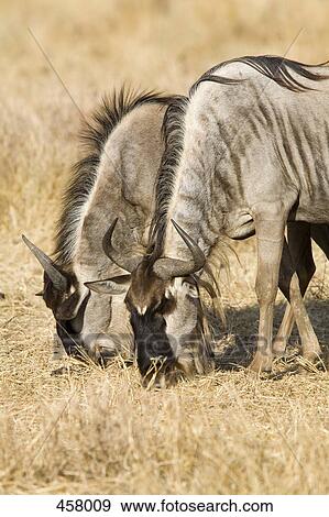 Two wildebeest feeding View Large Photo Image Stock Photo - Two wildebeest feeding. Fotosearch
