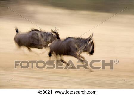 Two wildebeest running View Large Photo Image Stock Image - Two wildebeest running. Fotosearch