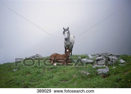 Stock Photo - Two horses on a mountain ledge. Fotosearch