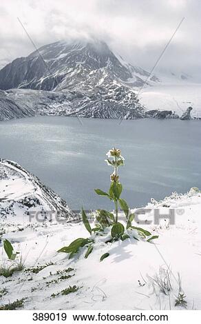 View of a lake and snowcapped mountains with wildflowers View Large Photo Image Stock Photo - View of a lake and snowcapped mountains with wildflowers. Fotosearch