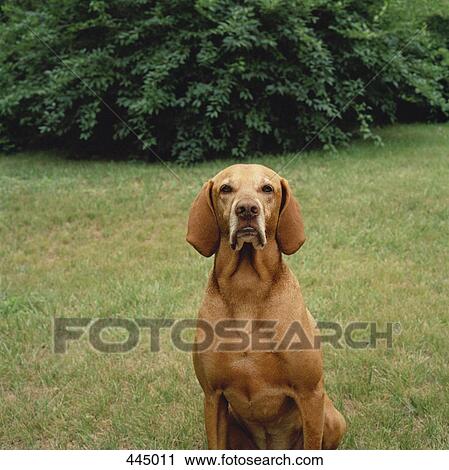 Stock Image - A dog sitting in a yard. Fotosearch