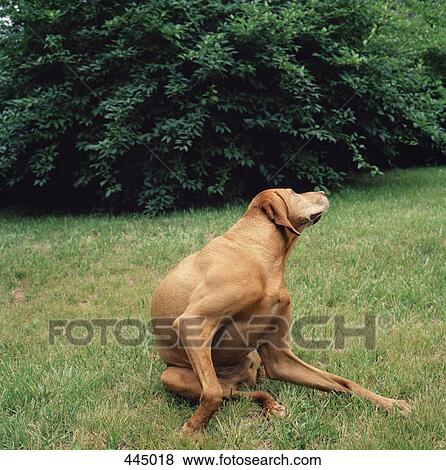 A dog stretching in a yard View Large Photo Image Stock Photo - A dog stretching in a yard. Fotosearch