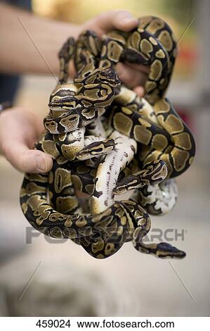 Picture - Close-up of a man holding a group of pythons. Fotosearch