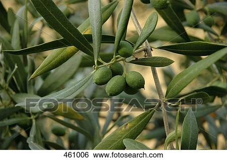 Close-up of green olives and foliage on an olive tree View Large Photo Image Stock Photograph - Close-up of green olives and foliage on an olive tree. Fotosearch