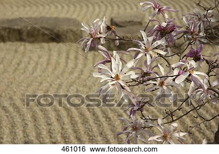 Detail of flowers on a magnolia tree in a zen garden View Large Photo Image Stock Photograph - Detail of flowers on a magnolia tree in a zen garden. Fotosearch