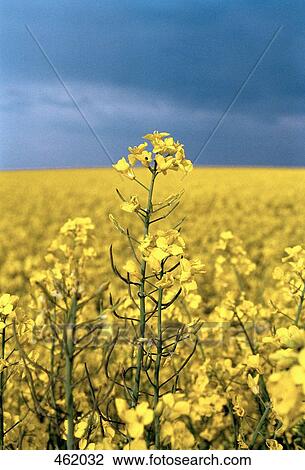 Stock Image - A detail of flowering oilseed rape (Brassica napus) in a field. Fotosearch
