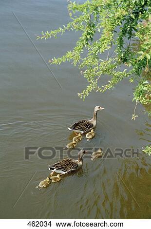 A family of ducks swimming together View Large Photo Image Picture - A family of ducks swimming together. Fotosearch
