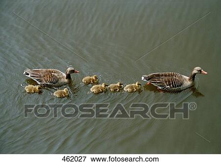 Stock Photo - A family of ducks swimming together. Fotosearch