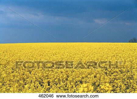 A field of flowering oilseed rape (Brassica napus) View Large Photo Image Stock Photograph - A field of flowering oilseed rape (Brassica napus). Fotosearch