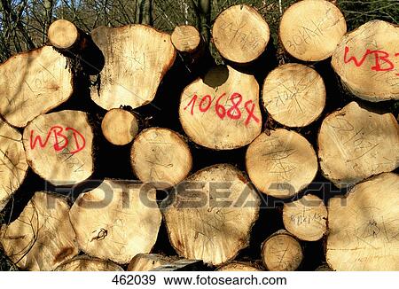 Stock Photo - A pile of logs. Fotosearch