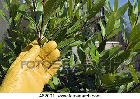 A yellow gardening glove and a green plant View Large Photo Image Stock Image - A yellow gardening glove and a green plant. Fotosearch