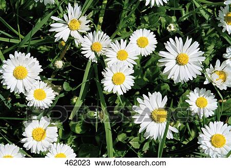 Daisies View Large Photo Image Stock Image - Daisies. Fotosearch