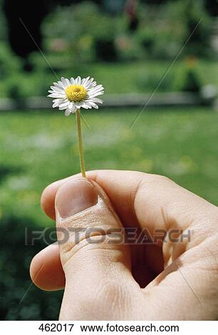 Detail of a man holding a small daisy View Large Photo Image Stock Photo - Detail of a man holding a small daisy. Fotosearch