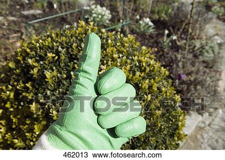 Hand wearing a gardening glove showing thumbs up View Large Photo Image Stock Image - Hand wearing a gardening glove showing thumbs up. Fotosearch