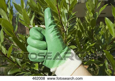 Hand wearing a gardening glove showing thumbs up View Large Photo Image Stock Photo - Hand wearing a gardening glove showing thumbs up. Fotosearch