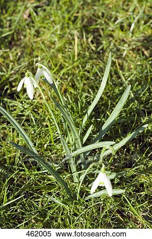 Snowdrops View Large Photo Image Stock Photography - Snowdrops. Fotosearch