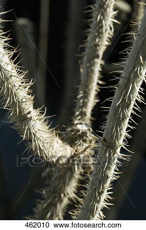 Thorns on the stem of a plant View Large Photo Image Stock Image - Thorns on the stem of a plant. Fotosearch
