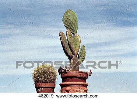 Two potted cacti View Large Photo Image Stock Photo - Two potted cacti. Fotosearch