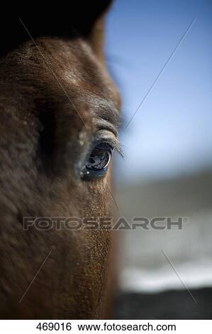 Detail of a horses face View Large Photo Image Stock Photograph - Detail of a horses face. Fotosearch