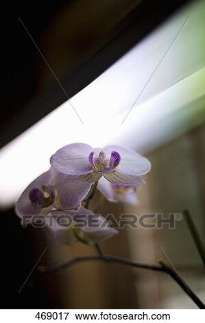 Detail of an orchid View Large Photo Image Stock Photo - Detail of an orchid. Fotosearch