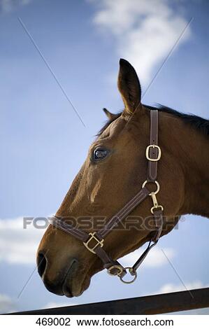 Side view of a brown horse View Large Photo Image Stock Image - Side view of a brown horse. Fotosearch