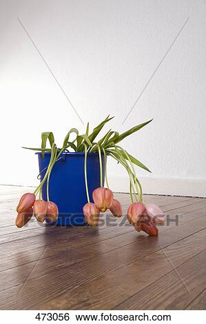 Stock Photograph - Wilting tulips in a bucket. Fotosearch