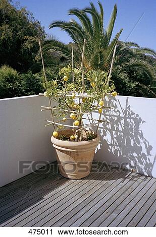 A lemon tree growing on a balcony View Large Photo Image Stock Image - A lemon tree growing on a balcony. Fotosearch