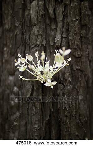 A new shoot growing from a tree trunk View Large Photo Image Stock Photograph - A new shoot growing from a tree trunk. Fotosearch