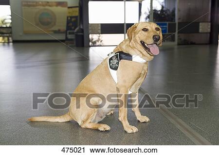 A police dog View Large Photo Image Stock Image - A police dog. Fotosearch