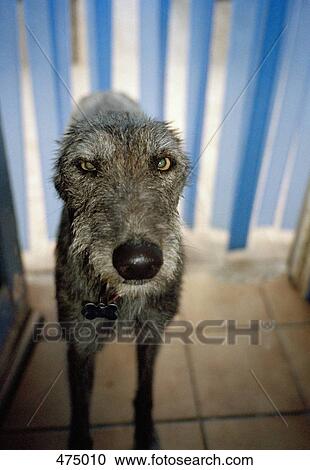 Close up of a dog View Large Photo Image Stock Image - Close up of a dog. Fotosearch
