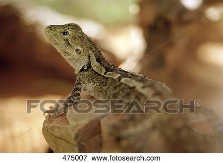 Stock Photo - Close up of a lizard. Fotosearch